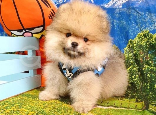 Teddy Face Pomeranian Boo Yavrularımız görsel