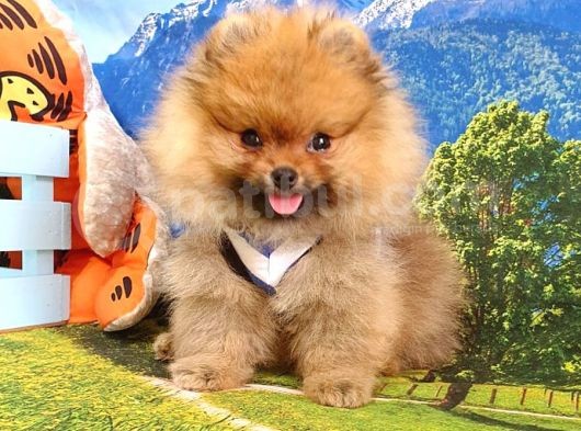 Pomeranian Boo Yavrularımız