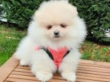Orjinal Pomeranian Boo Yavrularımız