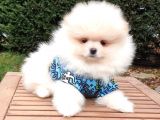 Pomeranian Boo Teddy Bear Yavrular