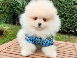 Pomeranian Boo Teddy Bear Yavrular