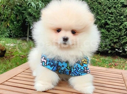 Pomeranian Boo Teddy Bear Yavrular