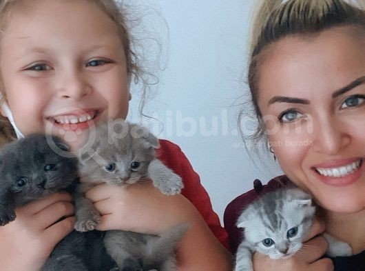 Safkan Scottish Fold Yavrumuza Aile görsel