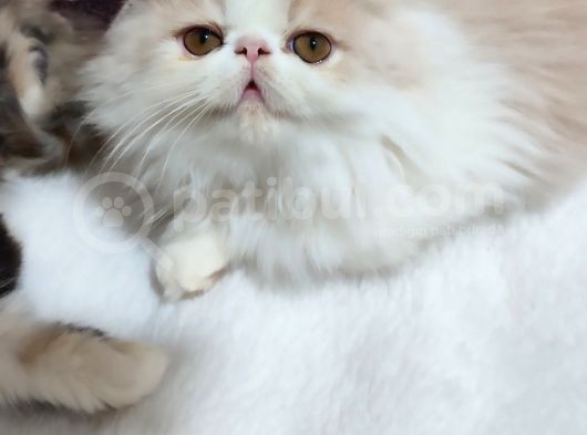 2,5 Aylık Bal Kardeşler görsel