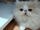 2,5 Aylık Bal Kardeşler