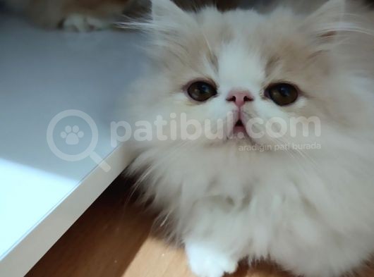 2,5 Aylık Bal Kardeşler görsel
