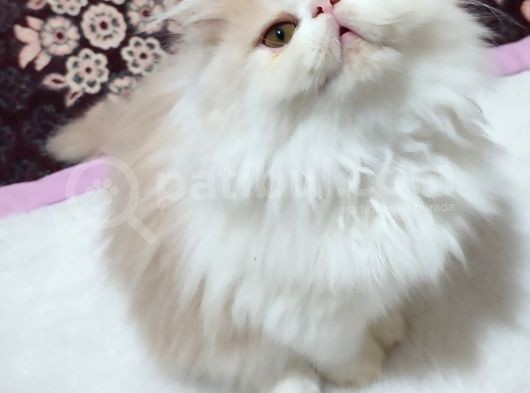 2,5 Aylık Bal Kardeşler görsel