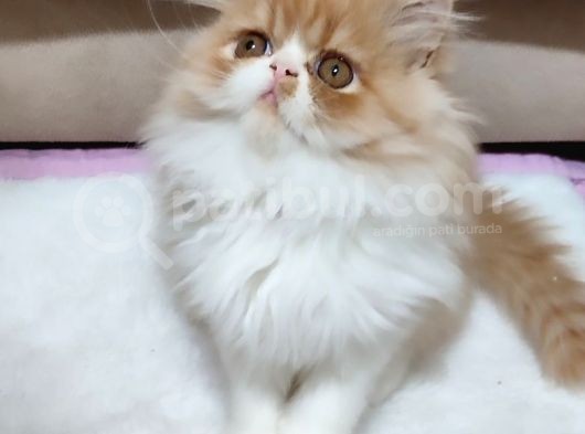 2,5 Aylık Bal Kardeşler görsel