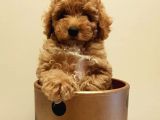 Yeni Ailesi İle Tanışmaya Hazır Red Toy Poodle Yavrumuz