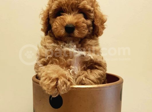 Yeni Ailesi İle Tanışmaya Hazır Red Toy Poodle Yavrumuz görsel
