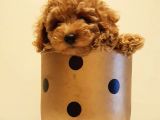 Yeni Ailesi İle Tanışmaya Hazır Red Toy Poodle Yavrumuz
