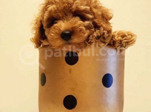 Yeni Ailesi İle Tanışmaya Hazır Red Toy Poodle Yavrumuz görsel