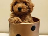 Yeni Ailesi İle Tanışmaya Hazır Red Toy Poodle Yavrumuz