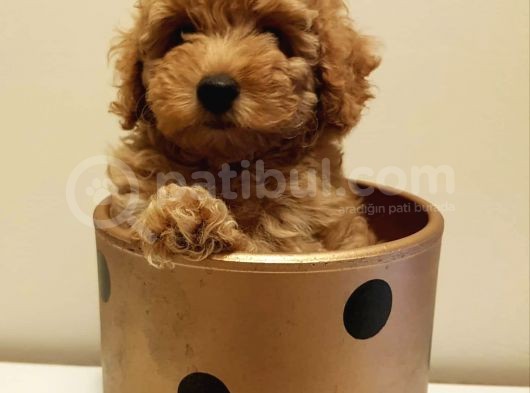 Yeni Ailesi İle Tanışmaya Hazır Red Toy Poodle Yavrumuz görsel