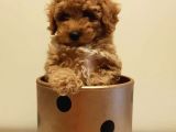 Yeni Ailesi İle Tanışmaya Hazır Red Toy Poodle Yavrumuz