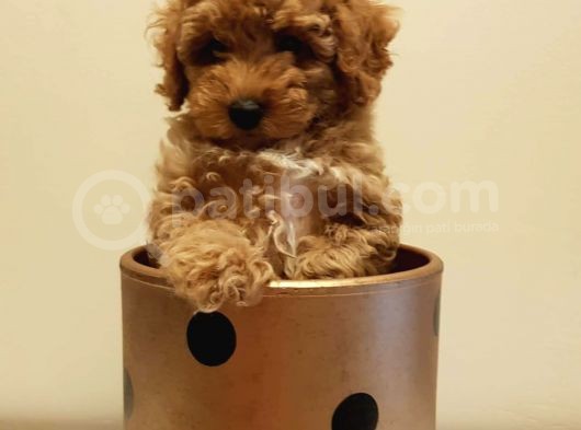 Yeni Ailesi İle Tanışmaya Hazır Red Toy Poodle Yavrumuz