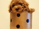 Yeni Ailesi İle Tanışmaya Hazır Red Toy Poodle Yavrumuz
