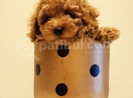 Yeni Ailesi İle Tanışmaya Hazır Red Toy Poodle Yavrumuz görsel