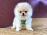 Pomeranian Boo Teddy Face Party Colour Dişi Yavrumuz