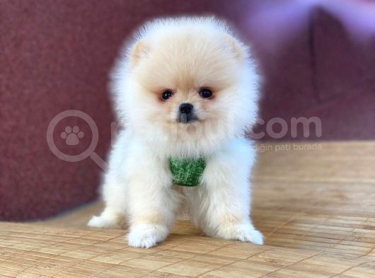 Pomeranian Boo Teddy Face Party Colour Dişi Yavrumuz