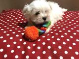 Korea Kanı Yeni̇ Evine Gidecek Maltese Terrier Yavrular