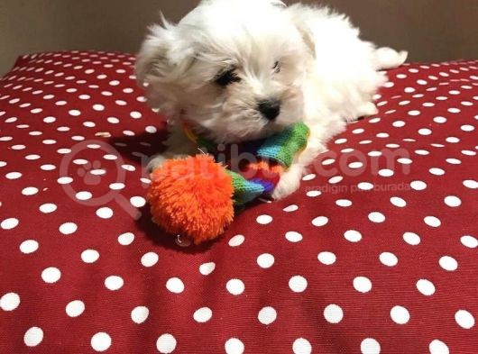 Korea Kanı Yeni̇ Evine Gidecek Maltese Terrier Yavrular
