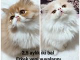 2,5 aylık bal kardeşler