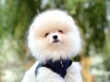 Ayı Surat Boo Pomeranian Yavrular
