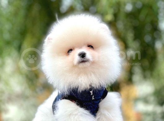 Ayı Surat Boo Pomeranian Yavrular görsel