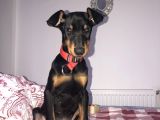 Doberman