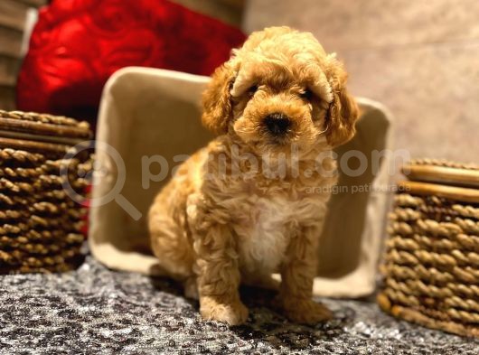 Safkan Toy Poodle Yavrularımız görsel