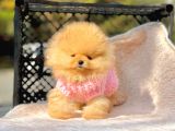 Safkan Pomeranian Boo Yavrularımız