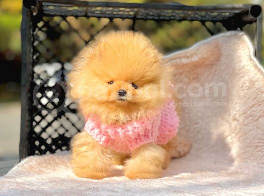 Safkan Pomeranian Boo Yavrularımız görsel