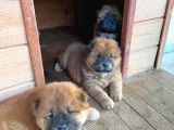 40 Günlük Chow Chow Yavrularımız