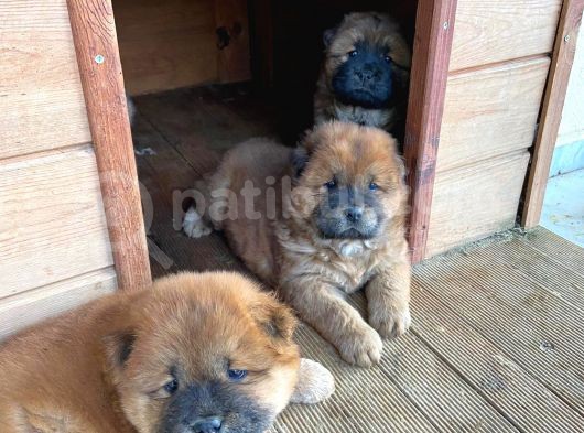 40 Günlük Chow Chow Yavrularımız