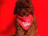Red Brown Toy Poodle Yavrular