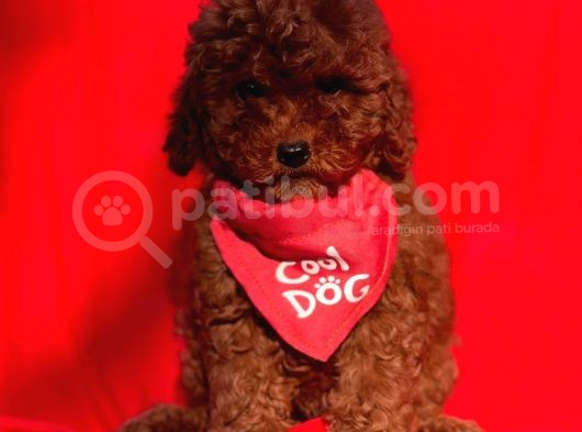 Red Brown Toy Poodle Yavrular görsel