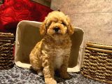 Safkan Toy Poodle Yavrularımız