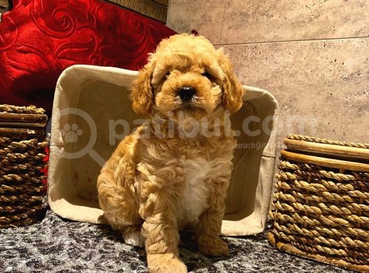 Safkan Toy Poodle Yavrularımız görsel