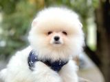 Ayı Surat Boo Pomeranian Yavrular