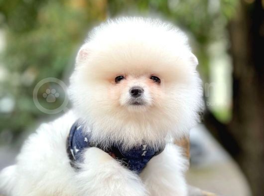 Ayı Surat Boo Pomeranian Yavrular