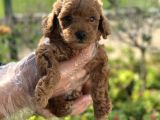 Show Kalite Poodle Bebekler
