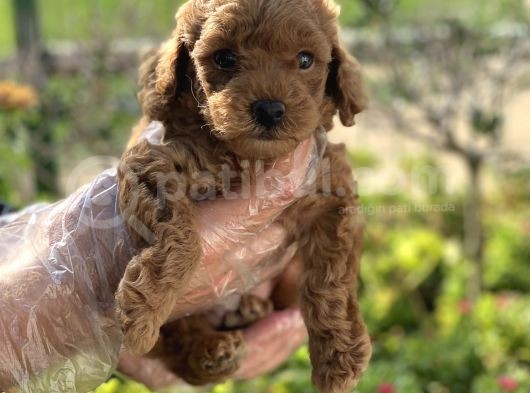 Show Kalite Poodle Bebekler