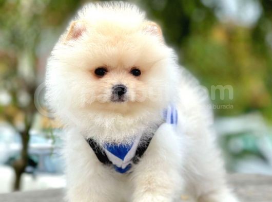 Safkan Pomeranian Boo Yavrularımız görsel