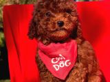 Red Brown Toy Poodle Yavrular