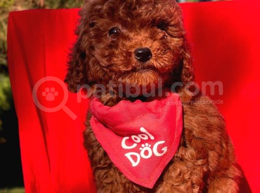 Red Brown Toy Poodle Yavrular görsel