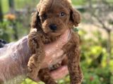 Show Kalite Poodle Bebekler