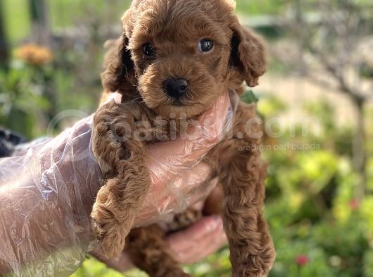Show Kalite Poodle Bebekler görsel