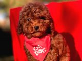 Red Brown Toy Poodle Yavrular
