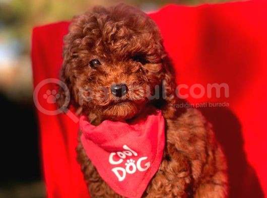 Red Brown Toy Poodle Yavrular